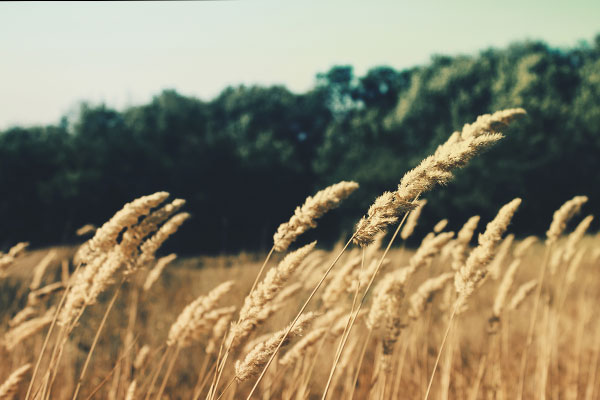 抖音卡密直播的免费ddos攻击网页端